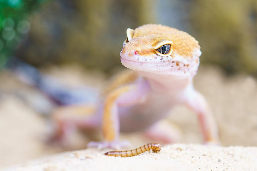 Dla fanów zwierząt z charakterem – zwierzęta domowe do terrarium