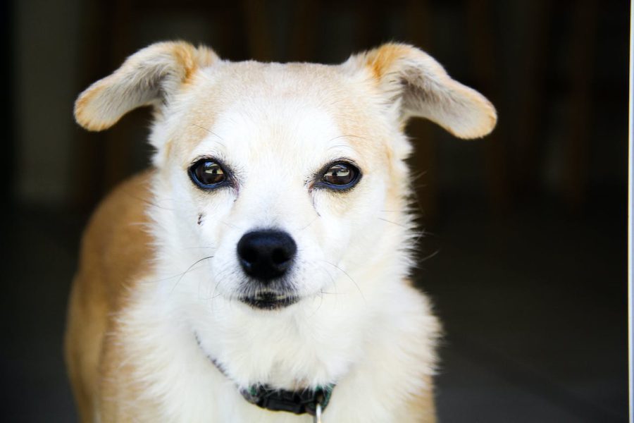 Tran dla psów – jak wpływa na ich organizm?