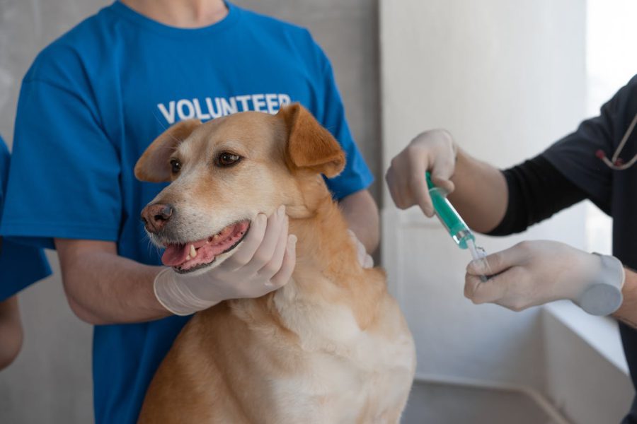 Szczepionka na wściekliznę dla psa – jak często szczepić psy?