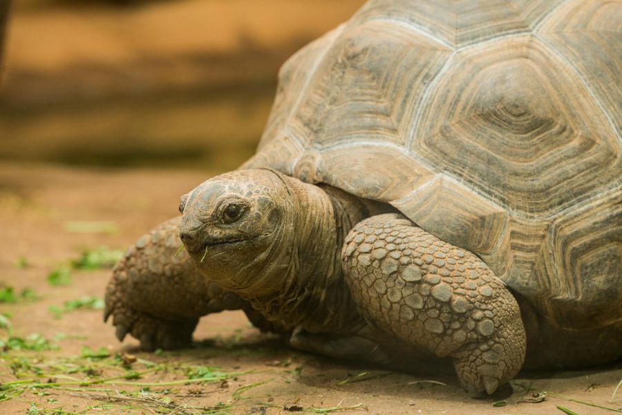 Co powinien jeść żółw roślinożerny? Dieta żółwia domowego